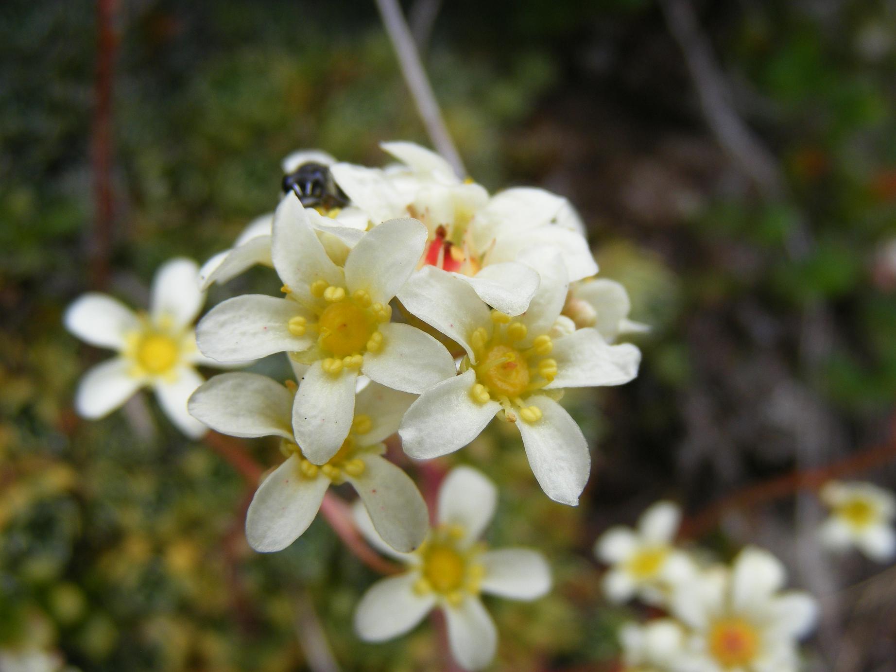 Saxifraga paniculata